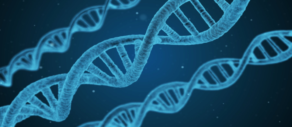 示意圖.圖片來源/GEDmatch