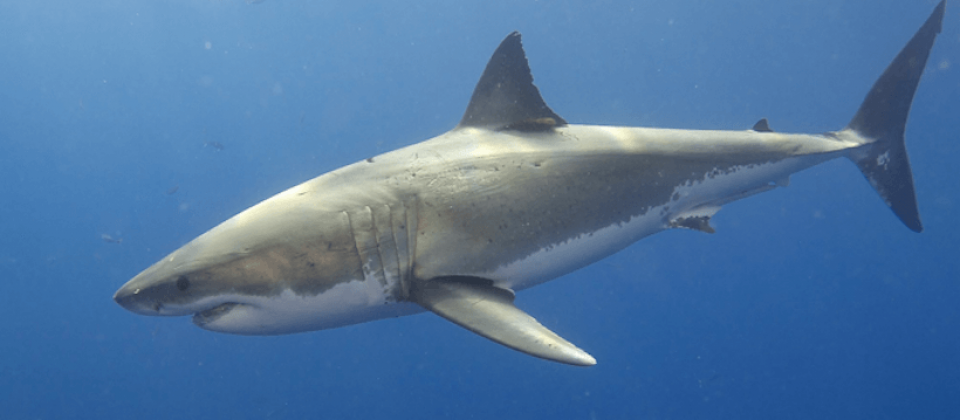 salesforce与海洋组织合作,使用einstein ai来追踪野生大白鲨